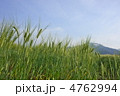 麦畑