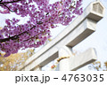 湊川神社の鳥居と桜
