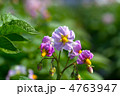 ジャガイモの花