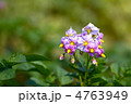 ジャガイモの花
