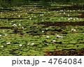 志賀高原・蓮池のヒツジグサ
