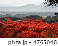 彼岸花