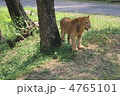 オスライオンの子供