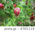何て花? 何て花?