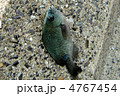 魚釣り