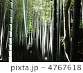 竹藪のイルミネーション