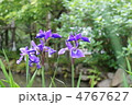 アヤメ