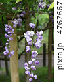 藤の花 藤の花