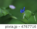 露草 露草
