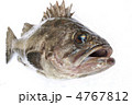 クロソイ（曹以）