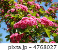 アカバナサンザシ