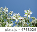 ボリジ