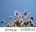 ボリジ