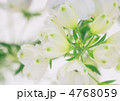 デルフィニウム