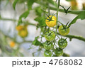 野菜