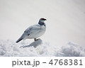 雷鳥