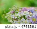 ハナニラ