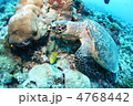 パラオのカメ パラオのカメ