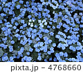 紫陽花の畑