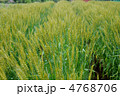 麦畑
