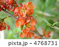 クサボケの花