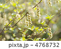 キブシの花