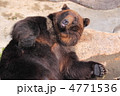 ヒグマ