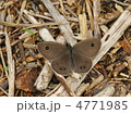 ヒメウラナミジャノメ