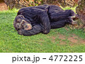 猿 疲れた 怠惰