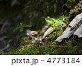 芽生え