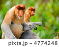 4774248