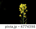 菜の花