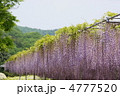 5月　オオナガフジ・マメ科09