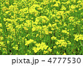 菜の花