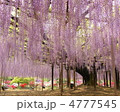 5月　オオフジ・マメ科16