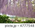 5月　オオフジ・マメ科13