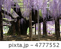 5月　オオフジ・マメ科09