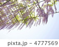 5月　オオフジ・マメ科22