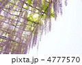 5月　オオフジ・マメ科21