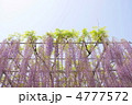 5月　オオフジ・マメ科19