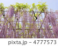 5月　オオフジ・マメ科18