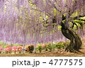 5月　ムラサキフジ・マメ科