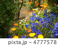 5月　デルフィニウム・キンポウゲ科43
