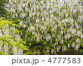 5月　シロフジ・マメ科07