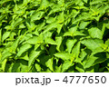 延命草 延命草