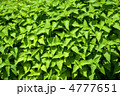 延命草 延命草