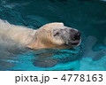 白熊
