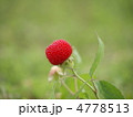 野イチゴ