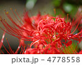 彼岸花 彼岸花