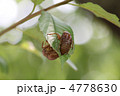 セミの抜け殻 セミの抜け殻